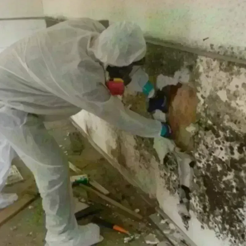 Mold Remediation and Removal in Clint, TX